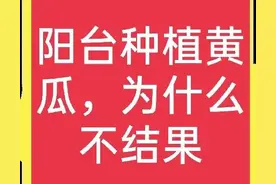 阳台种植黄瓜为什么只开花不结果？有什么方法能解决？一文说清图片