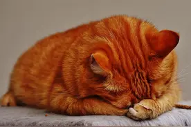 猫咪也会有遗传病吗？猫咪的常见遗传病又有哪些呢？图片