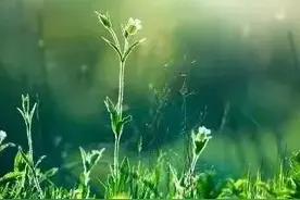 《无根树》告诉我们，张三丰修的是文始道法图片