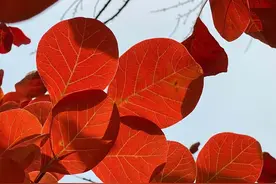 体证修行：给身心寻一处桃花源图片