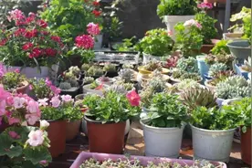 70岁奶奶说：这些花“不吉利”，是真的，你还敢养吗？图片