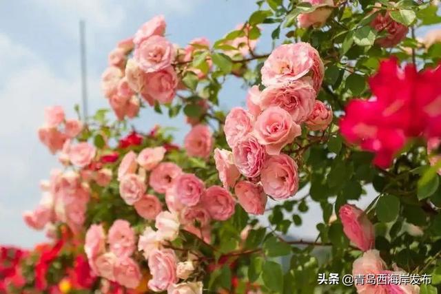 “五一”假期畅游西海岸，这份指南请查收！