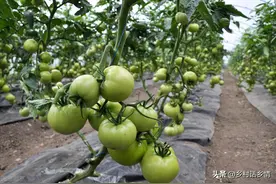 西红柿为什么裂果？南瓜、丝瓜为什么不结瓜？种菜为什么怕重茬图片