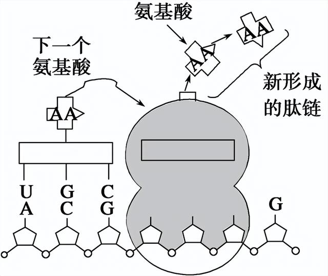 高中生物-基因的本质与表达