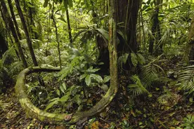 中国西北植树绿化导致水资源短缺？科学家警告：看一下亚马逊雨林图片