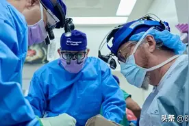 猪肾被移植进脑死亡者体内，至今还在工作中……图片