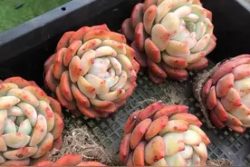 只有看过肉肉的极致状态，才能知道这是不是值得你为之奋斗的品种图片