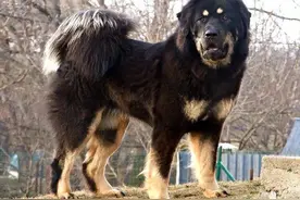 主人为保护野骆驼被炸死，藏獒追凶三年终于抓住了凶手｜故事图片