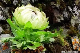 被誉为“九大仙草”的中药及其作用功效图片