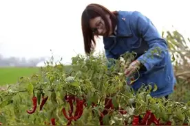 山东32岁留守妇女自述:丈夫在外打工，姐夫帮我种辣椒增加收入图片