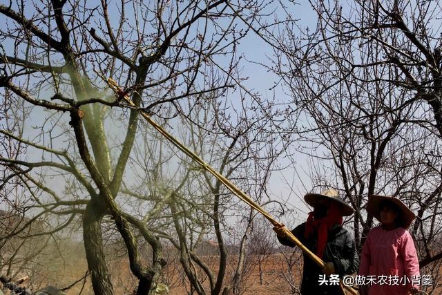 如何正确认识、正确挑选与正确使用芸苔素内酯？注意这几点