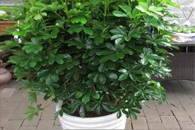 鸭脚木很好养，简单做好5方面，长得枝繁叶茂图片