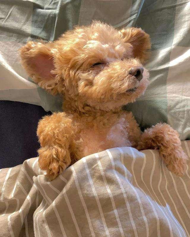 泰迪犬认不认主，看这几个地方就行