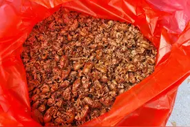 有望突破千元大关？揭秘蝉蜕药市价格飙涨的背后图片