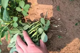 花生想要病害少、产量高，这3遍药不可少，该怎么打？答案来了图片