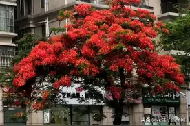 诗人海子——《面朝大海，春暖花开》抄书打卡第一天图片