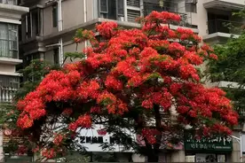 诗人海子——《面朝大海，春暖花开》抄书打卡第一天图片