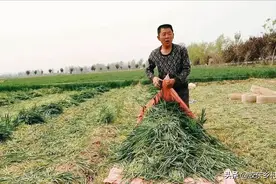 新麦上市在即，农民割青苗每亩可卖1500元，咋回事呢图片