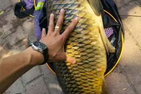 夏季野钓鲤鱼攻略分享，个体大拉力过瘾，虽不好吃但成本也低图片