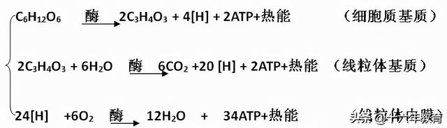 高中生物重要生化知识图解记忆（建议收藏）