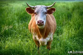 “老牛吃嫩草”，其实还有下半句，才是精华图片