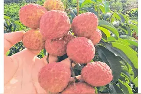 为广西最晚熟荔枝！“仙进奉”在桂林试种成功图片