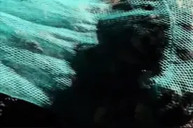 天上掉知了雨一晚上能捡2000元！你喜欢吃知了吗？图片