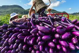 茄子多开花多结果有妙招，教你一个不花钱的增产小技巧图片