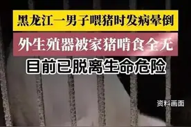 震惊！男子喂猪时晕倒遭家猪啃食下半身，下体被吃光！图片