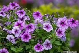 矮牵牛呈现“黄叶”“腐叶”“茎枯”“碎色”是啥原因？一文说透图片