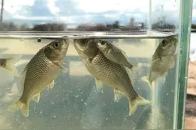 钓鱼人注意了，有5种野生鲤鱼钓到要放生，每一种都“很刑”图片