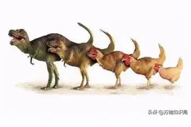 鸡是霸王龙后代？科学家用鸡的基因复活恐龙，真的能实现吗？图片