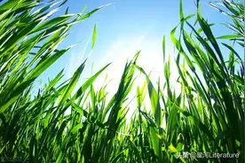 刘云芳：一个人去割草图片