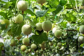 不管种植什么瓜，几个简单小方法，雌花多、坐瓜多，不易落花落瓜图片
