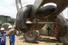 盘点世界上最长最大的15条巨蛇，你见过最大的蛇有多大？图片