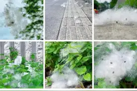 深圳下“雪”了？图片