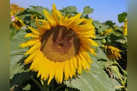 女友在厨房炒菜锅起了火🔥，我见火就跑了，女友要求分手至于吗图片