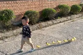 多肉小盆友：2岁萌娃靠“遛鸭”走红，吸粉400万究竟有何魅力？图片