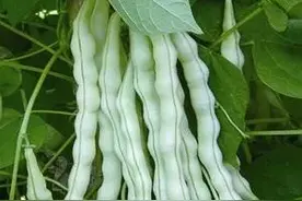 每日分享～白芸豆的营养价值与食用功效图片
