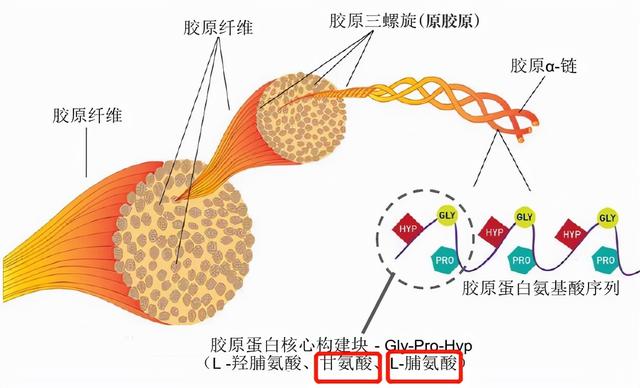 合成胶原蛋白的重要材料——氨基酸