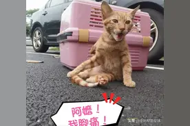 小橘猫跛脚在路边讨食两天，网友心软带回家，当晚竟有奇迹发生图片