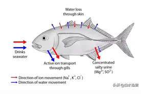 海水很咸不能喝！那海洋动物是怎么喝到淡水的？图片