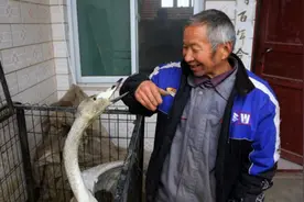 15年老汉捡到受伤“大鹅”，救治10天后发现：这不是鹅，是宝贝图片