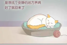 猫临终时为什么要离开主人家？还用4个月交代好身后事！（漫画）图片