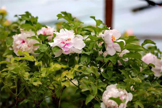 中国洛阳牡丹文化节每日花情专题播报之一含苞欲放