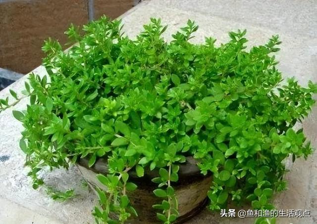 踏春必备“百草图”之三，身边那些有价值的野草，你能认识几种？