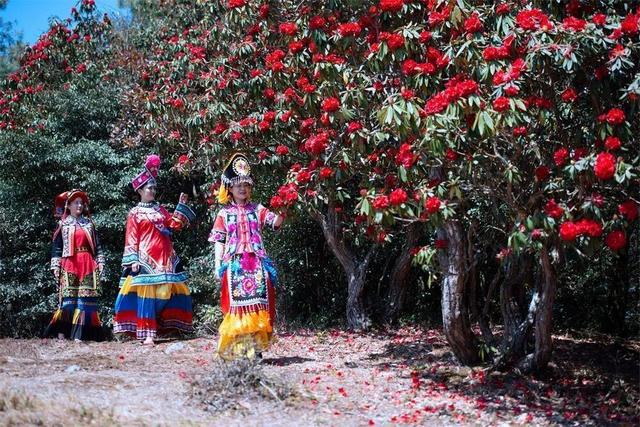 春游云南丨春天来楚雄，赏花、拍花、吃花！