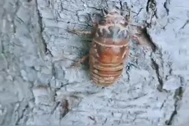 你们吃过蝉蛹吗？听说很香很香，我是不敢吃的图片