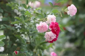 62岁单身阿姨坦言：退休后没啥朋友未必不好，活好自己才是王道图片