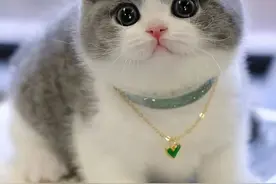 27种猫咪品种大全图片